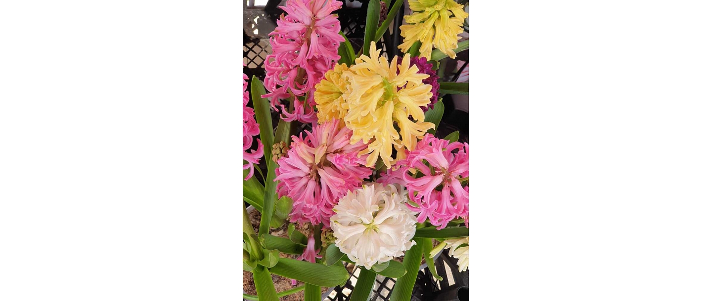 Floristry